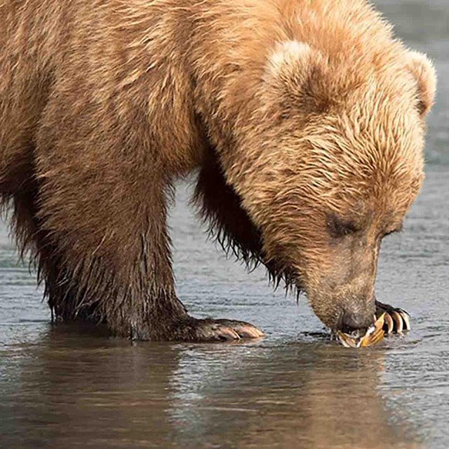 A brown bear digs clams on the beach.