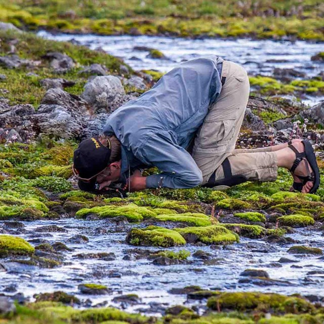 A researcher examines lichen close to the ground.