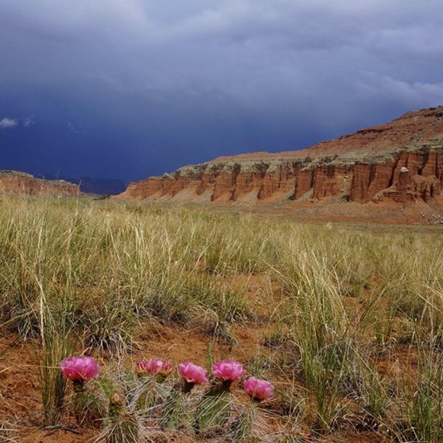 Flowering cactus in the foreground, backed by grassland and redrock ridges