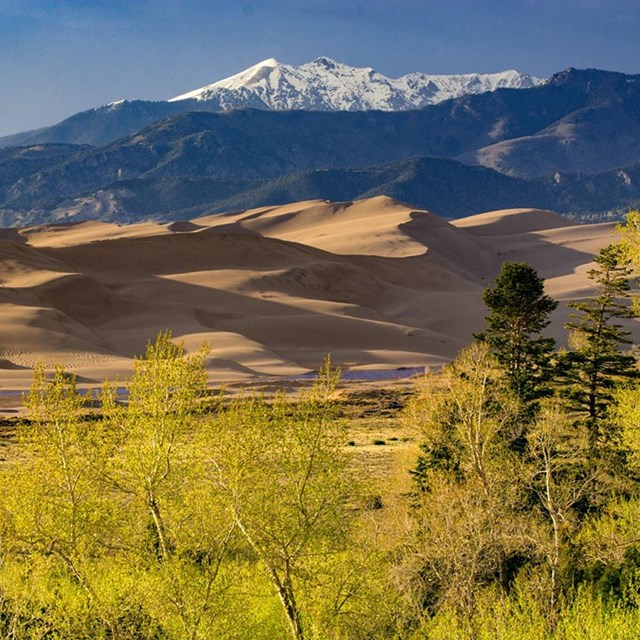Landscape of Great Sand Dunes, yellow aspen backed by dunes, with snowy peaks in the distance