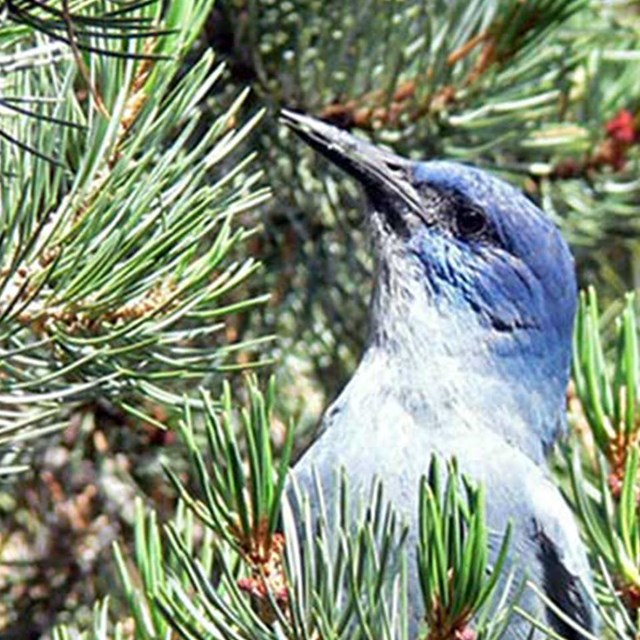 Closeup of a pinyon jay in a pinyon tree