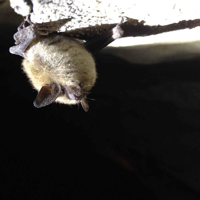 A bat hangs from a cave ceiling.