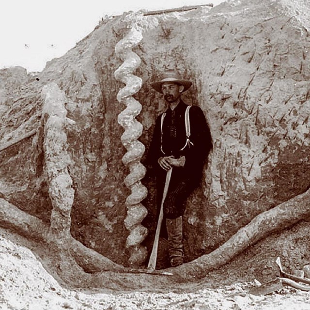 historic photo of man standing with a spiral fossil burrow 