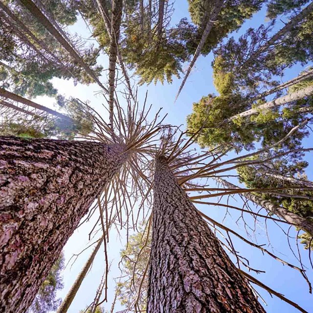 Looking up into the crowns of towering pines.