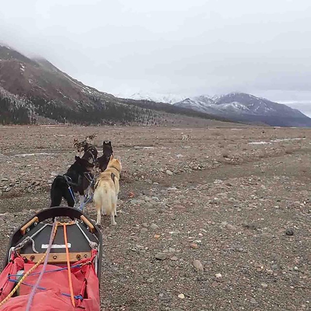 A dog sled team runs out of snoe.