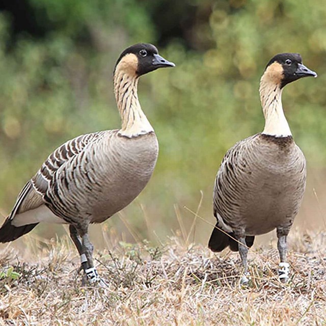 A pair of Nene geese.