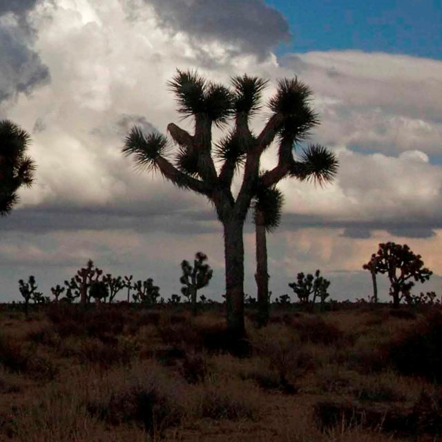 Joshua trees in a stormy landscape.