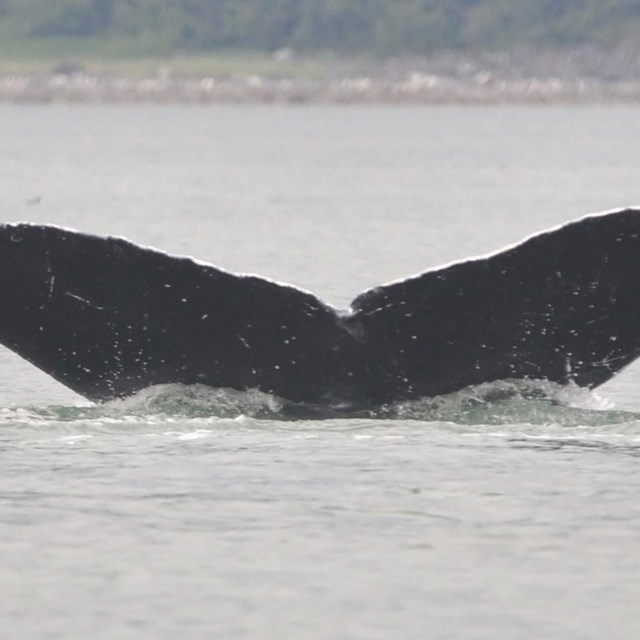 Humpback whale tail flukes disappear into the ocean.