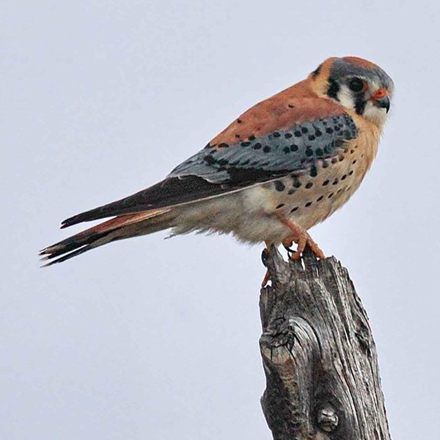 An American Kestral perches on the top of a weathered post.