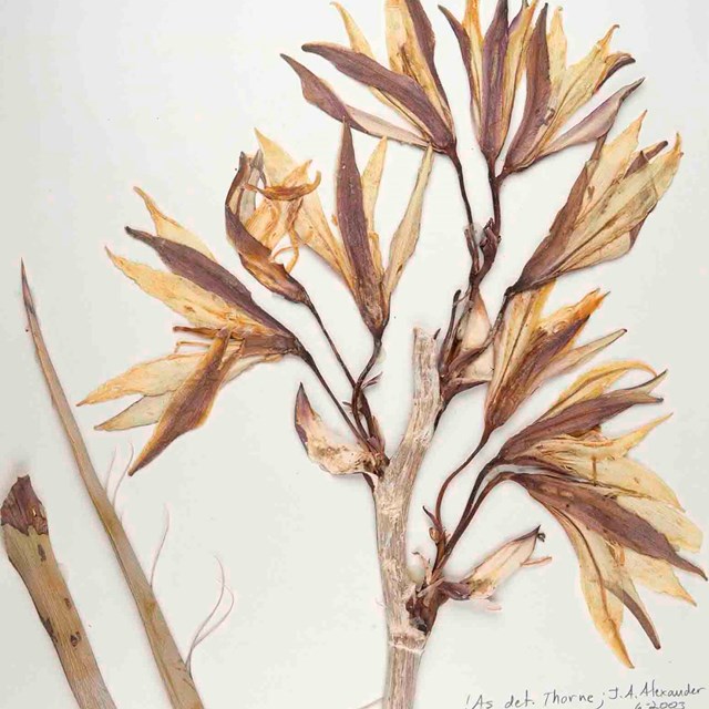 An herbarium specimen of yucca.
