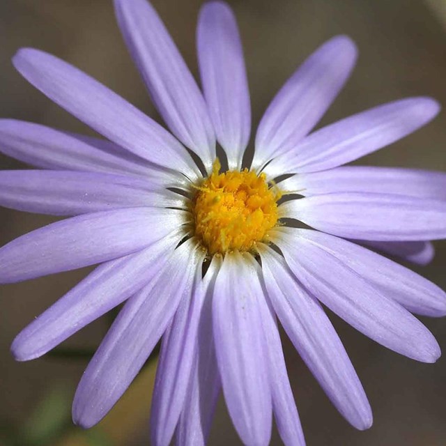 A close up of a purple aster.