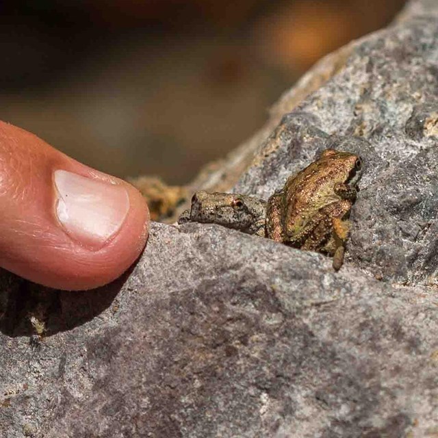 A finger points to two tiny frogs on a rock.