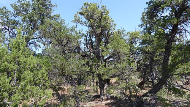 Pinyon juniper trees under a blue sky