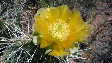 Yellow flower atop a cactus plant