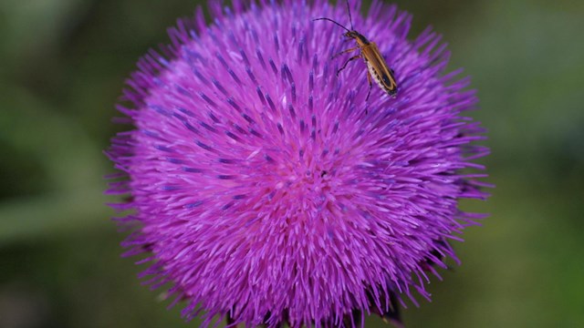 Purple flower with insect.