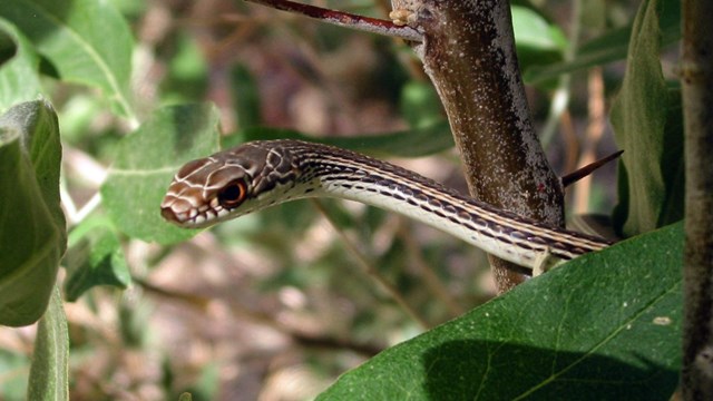 Snake head and upper body among branches and leaves.