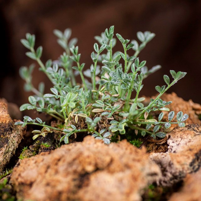 small plant nestled in Kaibab limestone rock