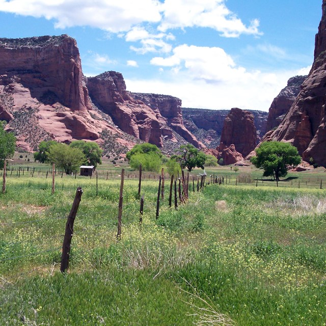 Grassy field surrounded by red rock canyon walls