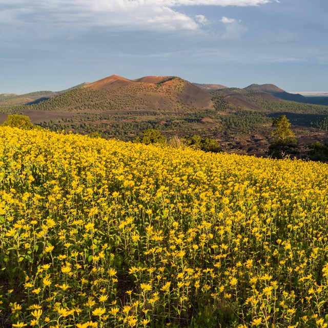 Field of yellow wildflowers with a volcanic crater in the distance.