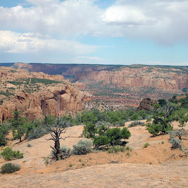Wide canyon with pinyon-juniper woodland