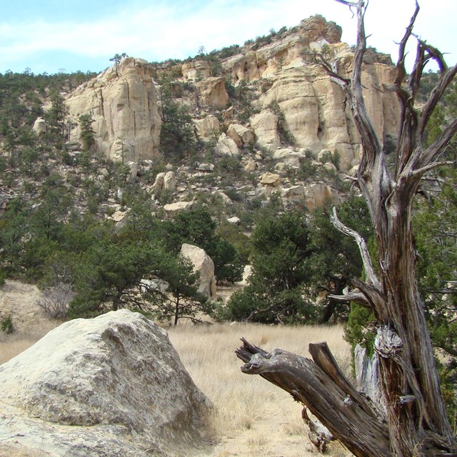 Pinyon-juniper landscape with tree snag and boulder and trees at the base of sandstone cliffs.