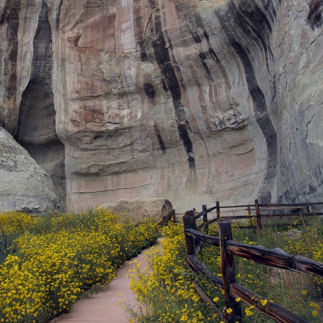 Pathway lined with flowers leading to tall cliffs.