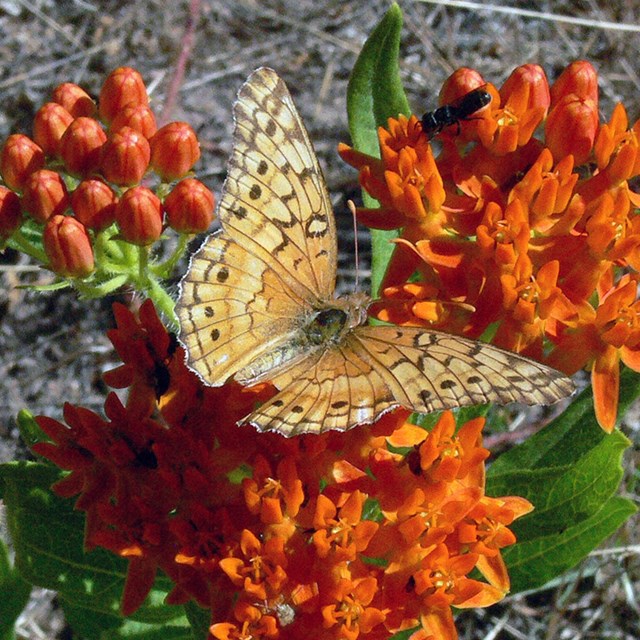 Yellow butterfly sitting on plant with green leaves and orange flowers.
