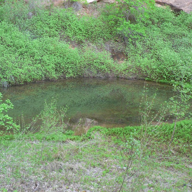 Pond nestled by the side of a hill surrounded by lush green vegetation.