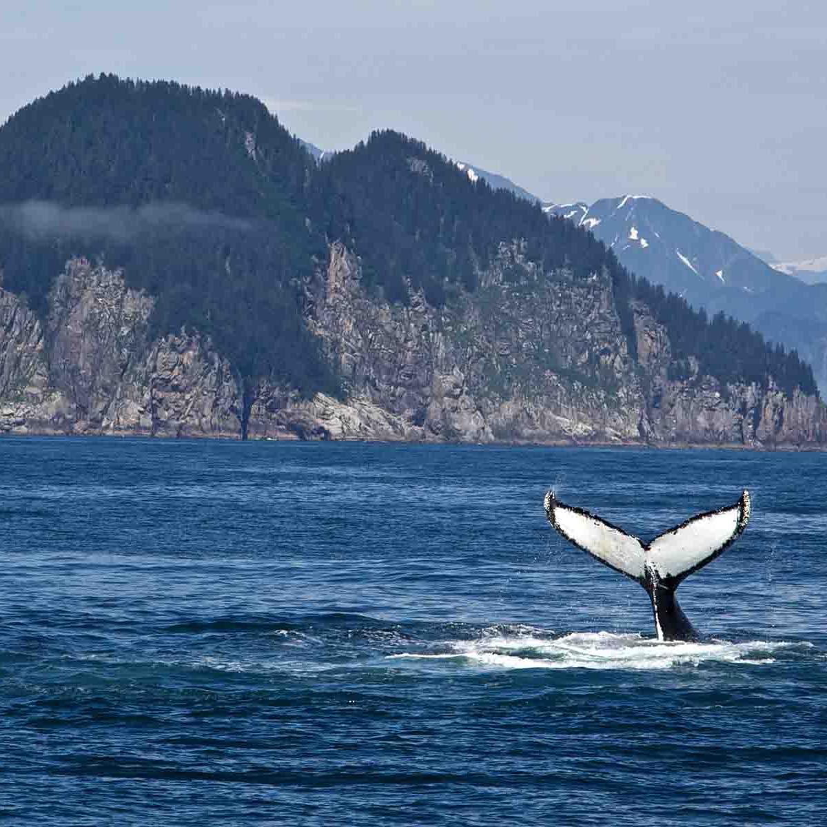 A humpback whale dives and throws her tail out of the water.