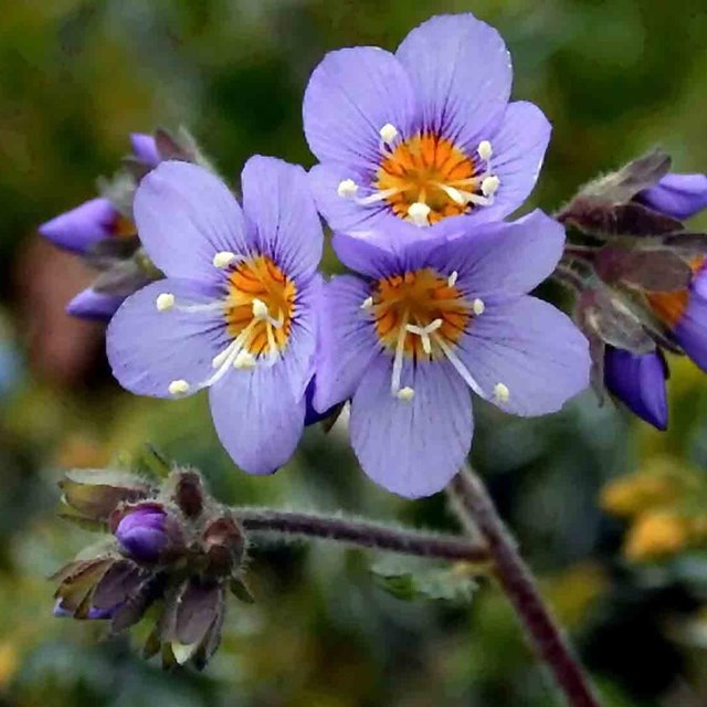 A close up of a purple flower.