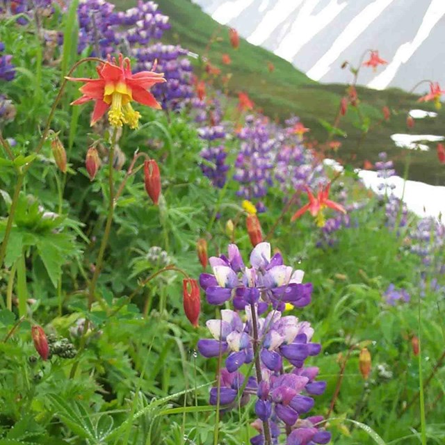 Wildflowers blooming on a mountain slope.