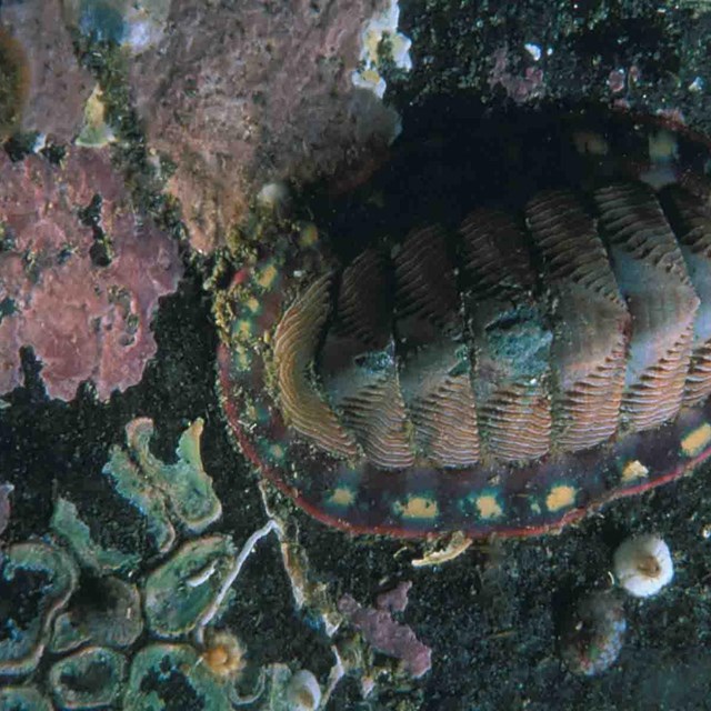 A chiton on a rock with coral.