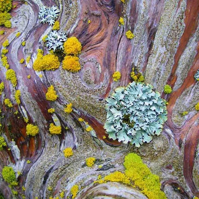 Swirls of different lichens.