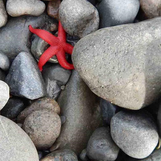 A red sea star in smooth rocks.