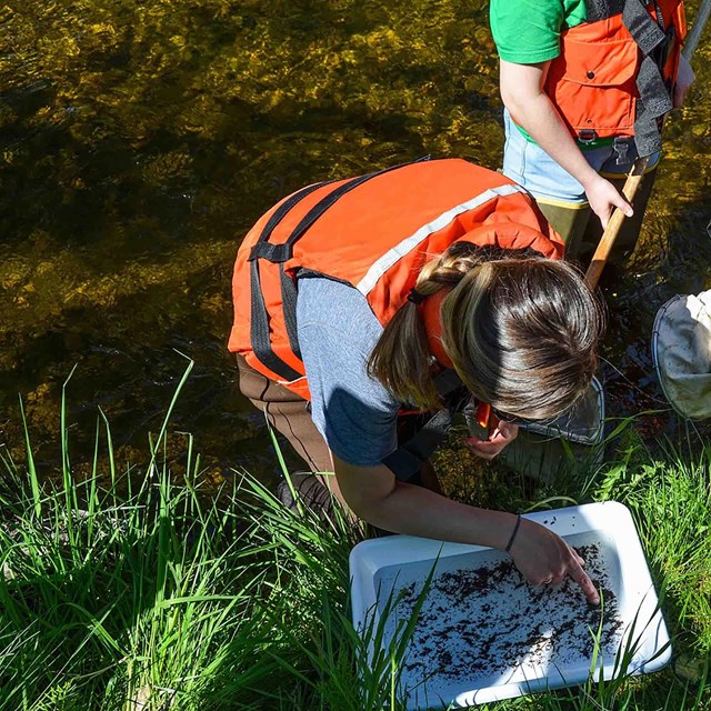 Three young girls search for macroinvertebrates in a stream.