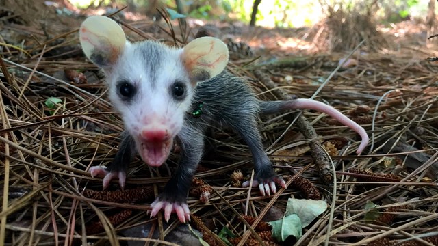 A baby opossum at Cumberland Island National Seashore.