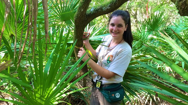 Emily measures tree diameter at Cumberland Island National Seashore.