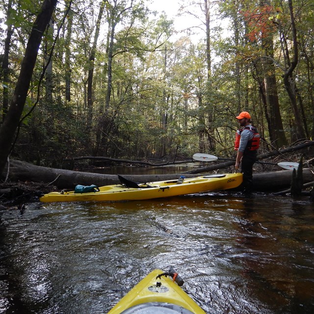SECN employee conducting a wadeable stream assessment at Congaree National Park.