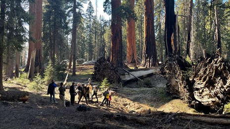 A group of people film in a huddle surrounded by tall trees.