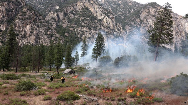 Fire crews work in a field causing smoke to go up into the trees.