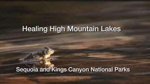 A frog sits in water. Text reads "Healing High Mountain Lakes" and "Sequoia and Kings Canyon NP"