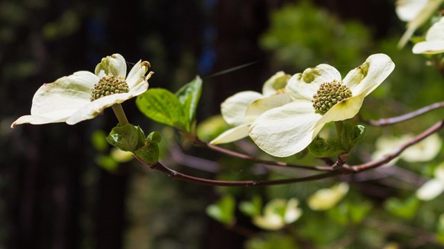 A vibrant white and green flower.