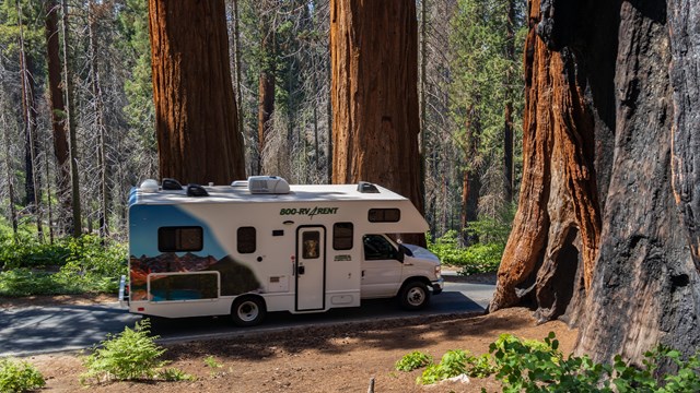 An RV driving through sequoia trees.