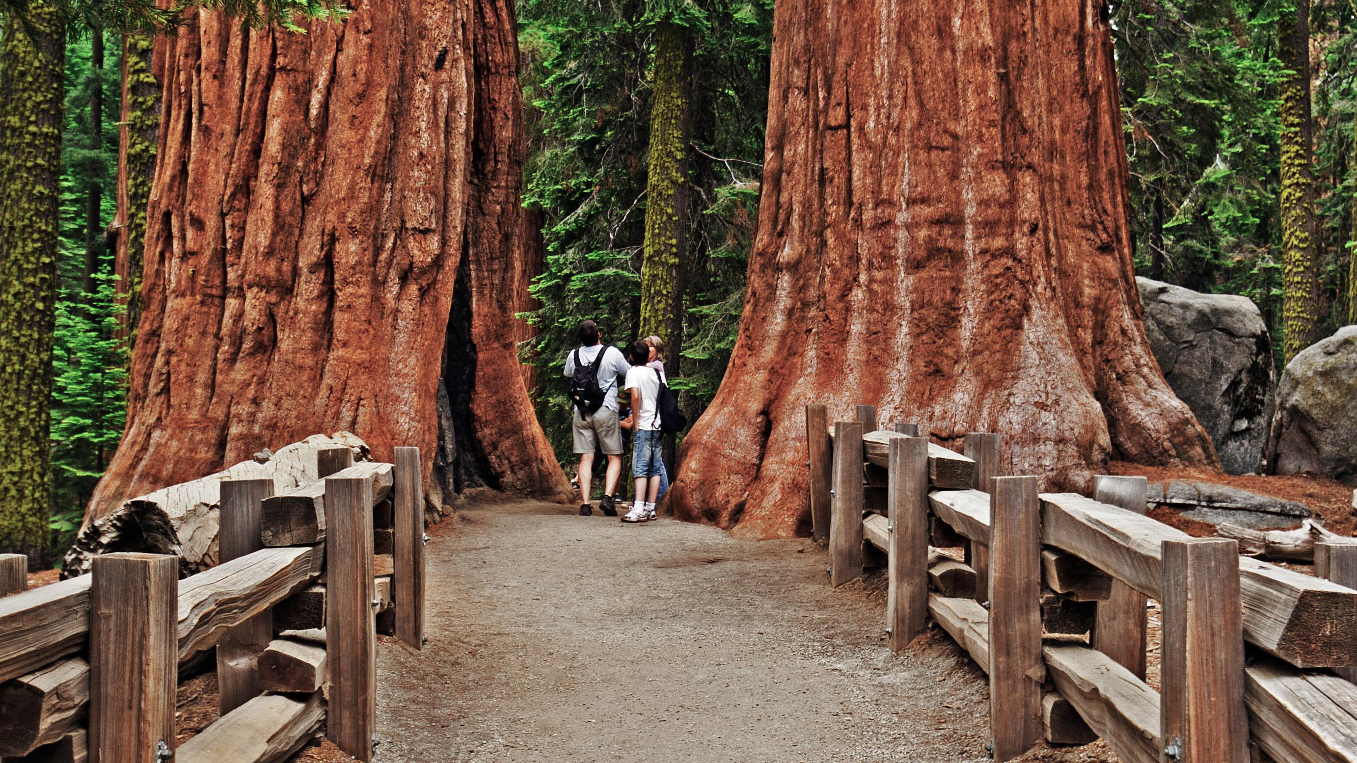 Trails in Giant Forest offer an up-close view of giant sequoias