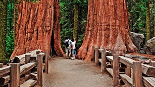 Trails in Giant Forest offer an up-close view of giant sequoias