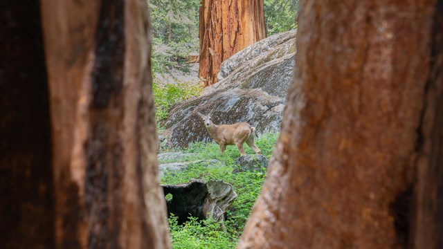 A lone deer among large rocks and grass can be seen in the distance, between two sequoia trunks.