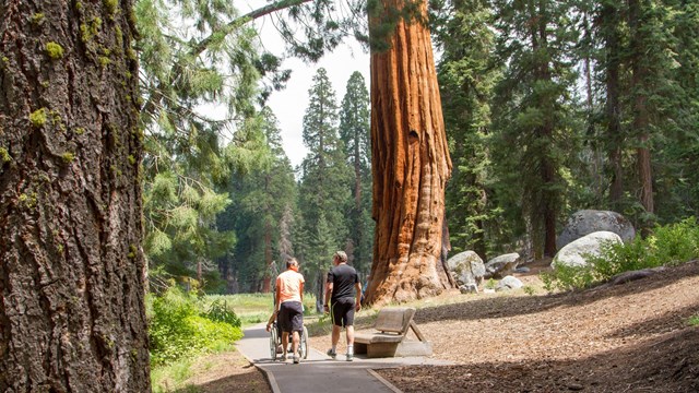 Accessibility-Giant Forest & Lodgepole