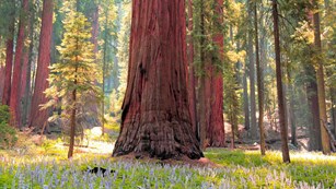Sequoia and blooming flowers. Photo by David Dinette.