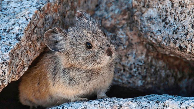 Pika. Photo: © Isaac Chellman.