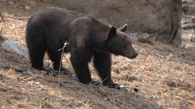 A large bear on a sloping hillside